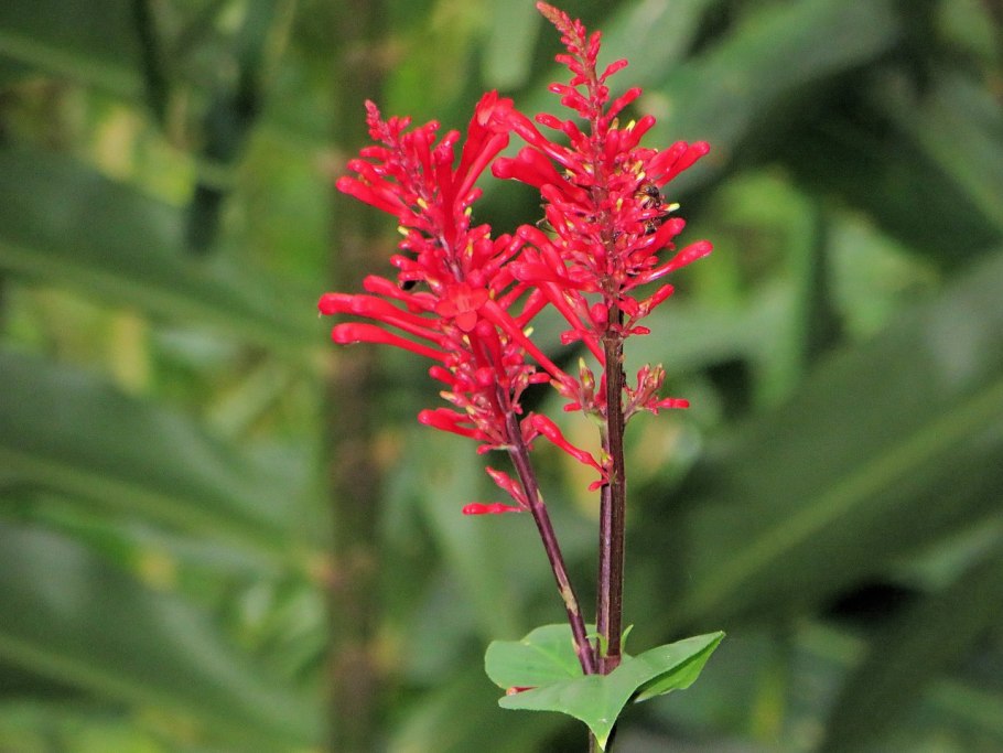 Одонтонема фото цветок