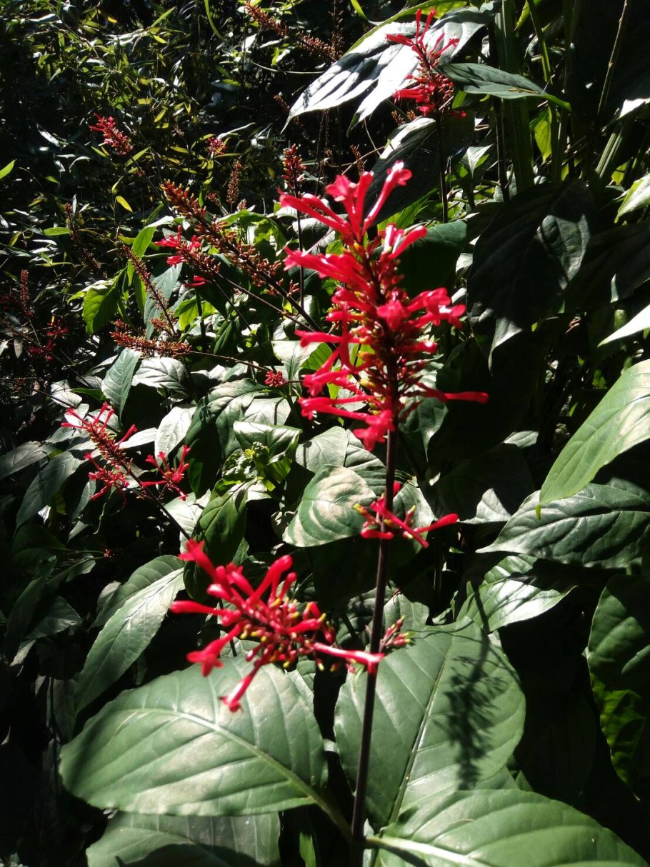 Псевдоэрантемум выемчатый