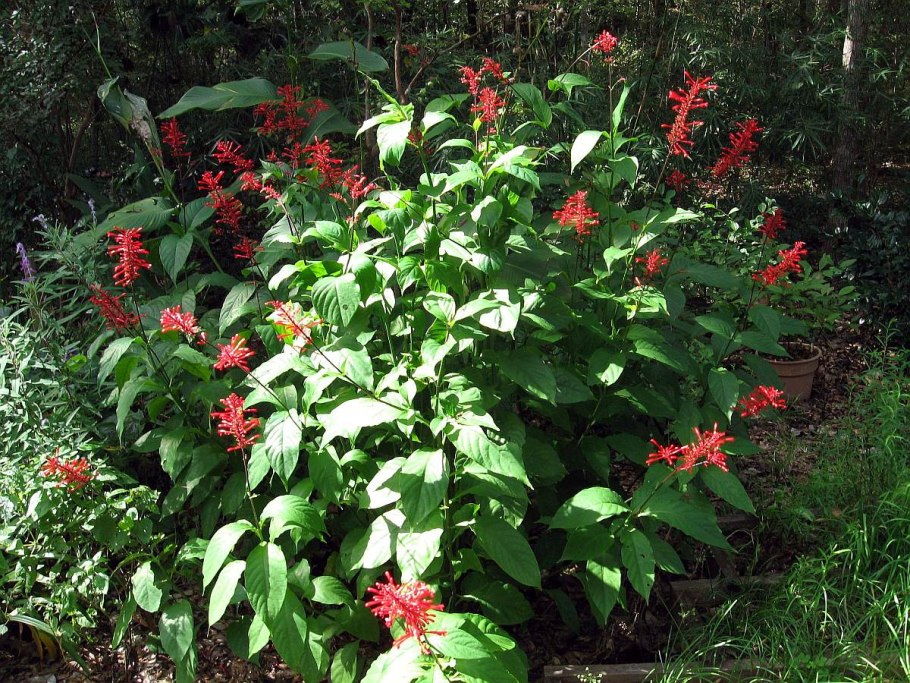 Стробилантес пурпурный