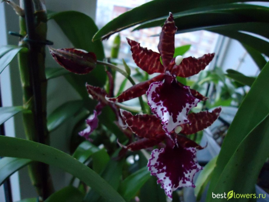 Одонтонема цветок