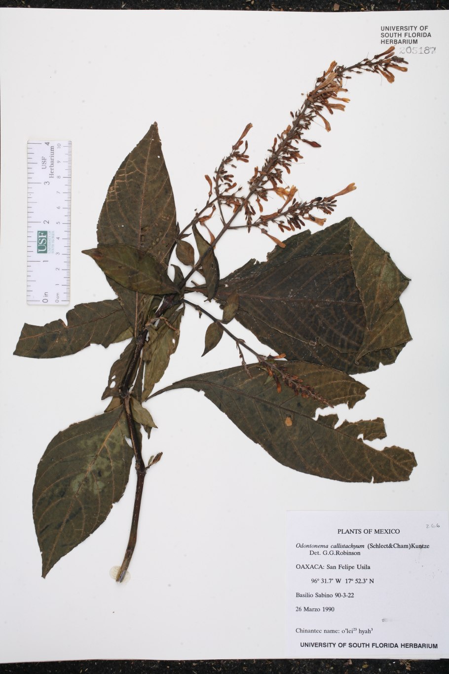Herbarium specimen