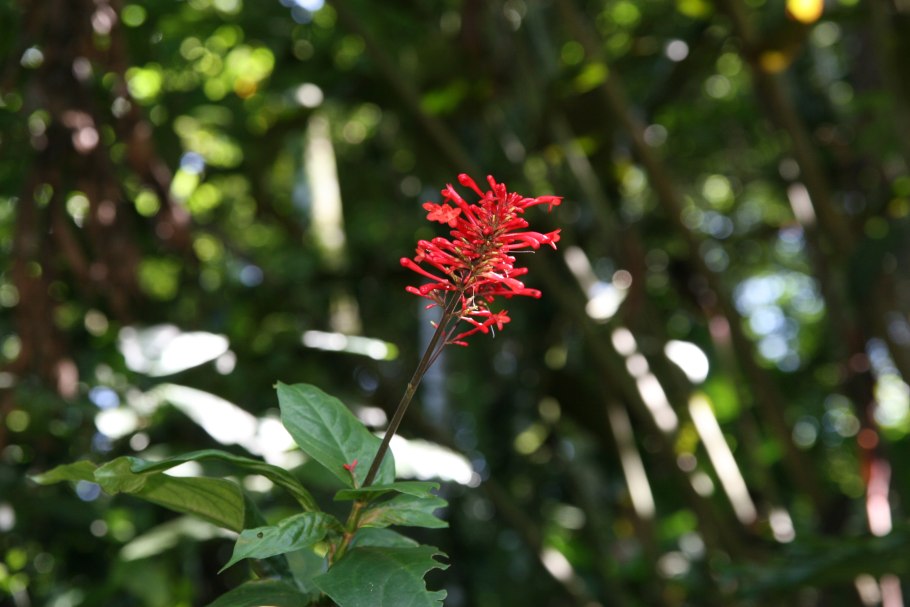 Одонтонема калистахикум