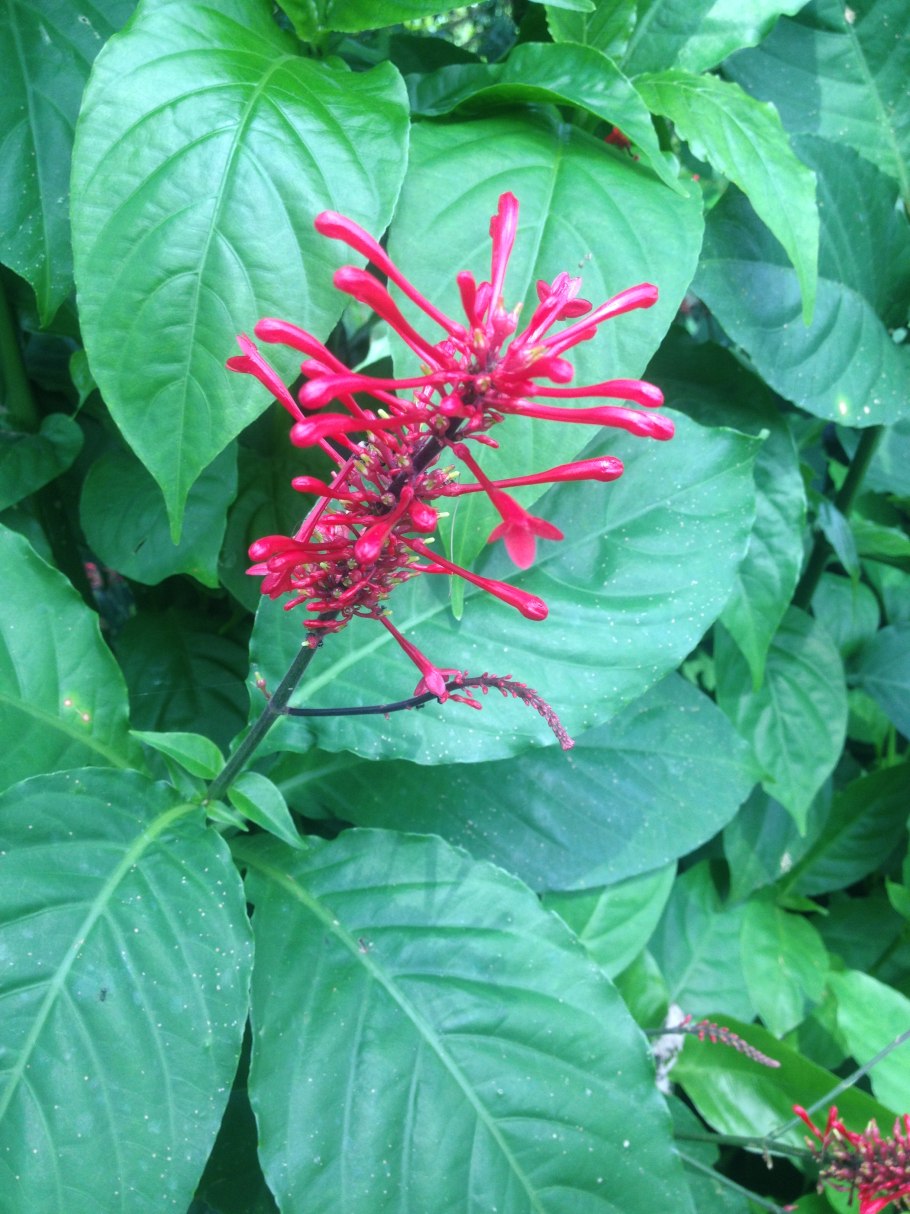 Комбретум плоды