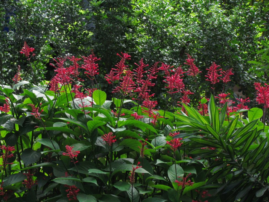 Одонтонема розовая