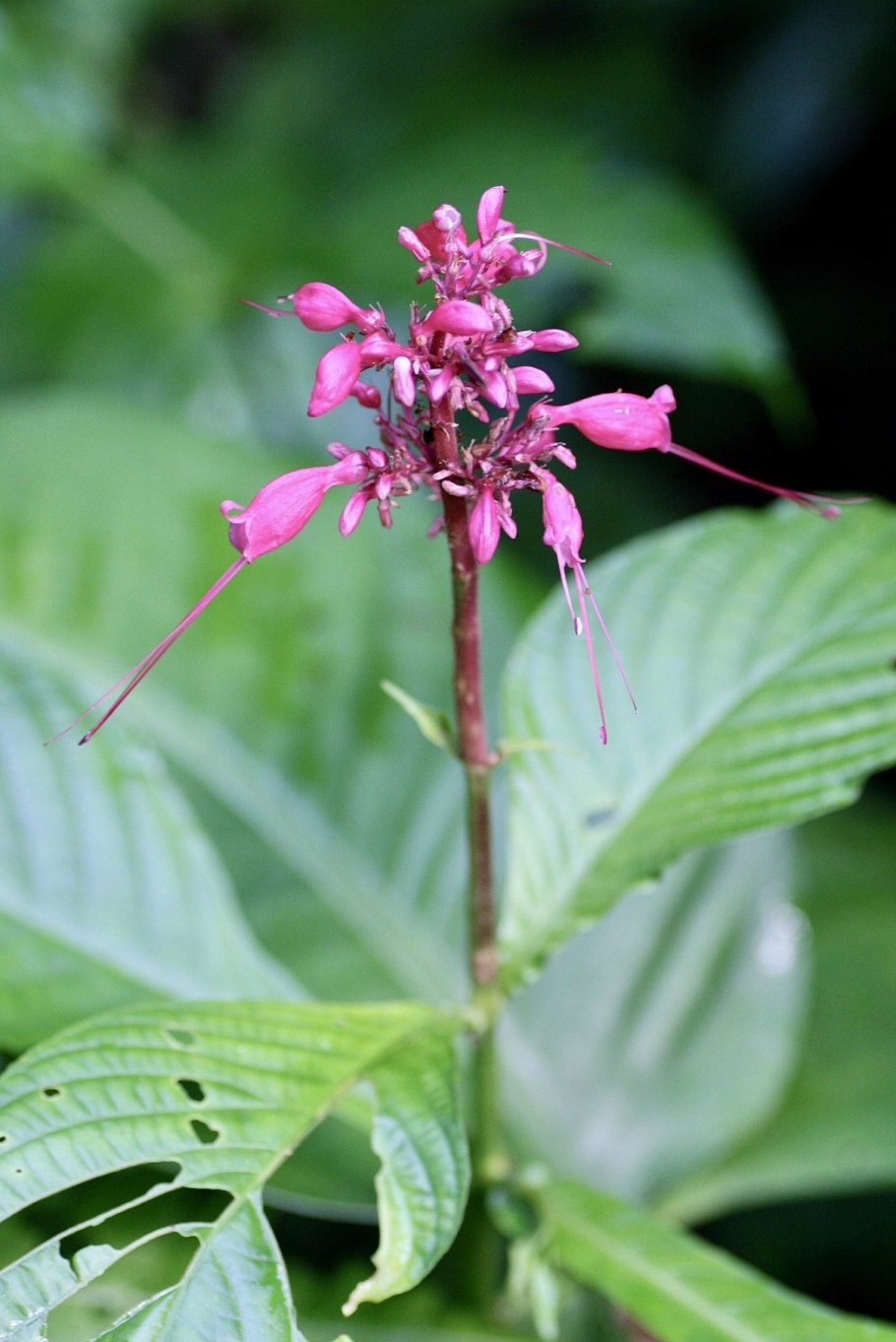Лейцестерия Джилози