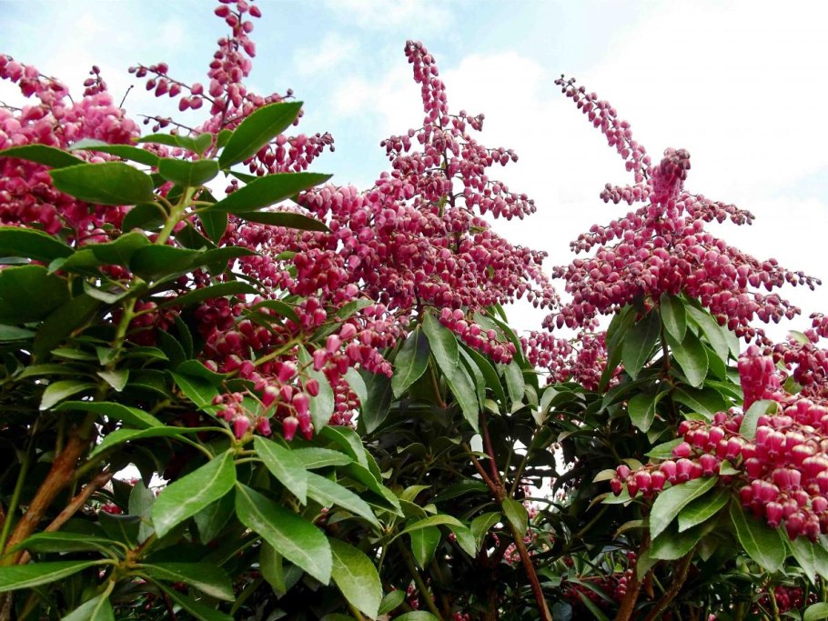 Афеляндра Тетрагона