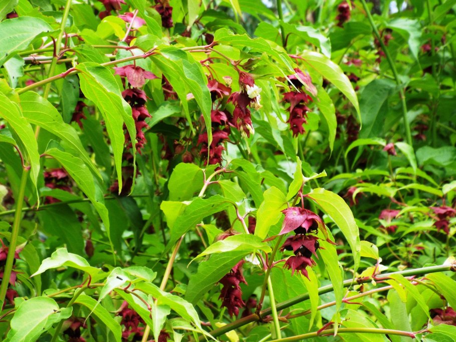 Лейцестерия прекрасная голден лантернс