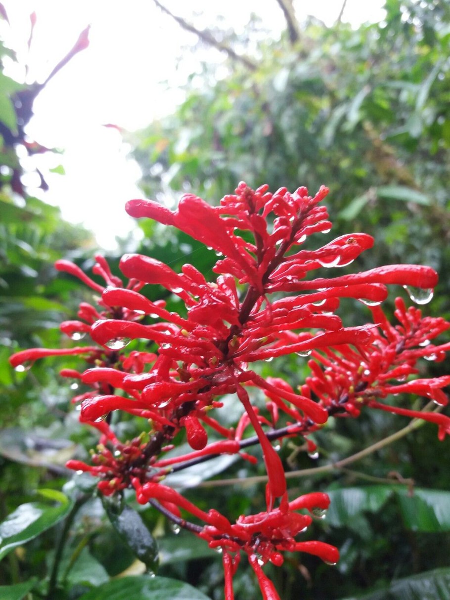 Одонтонема цветение