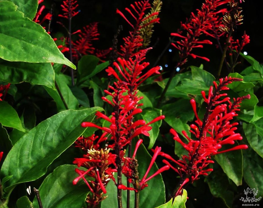 Акантовые комнатные растения