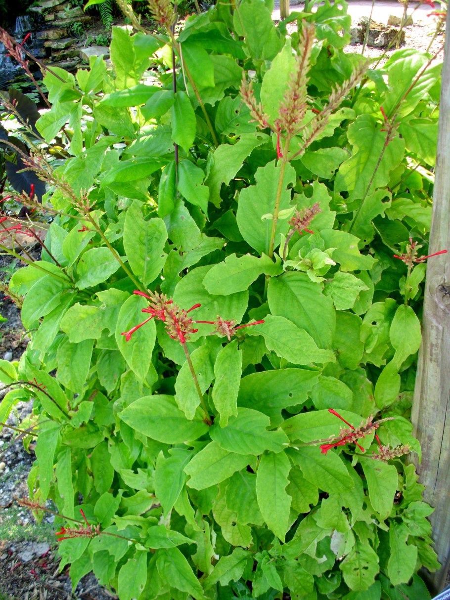 Гвардия цветок фото