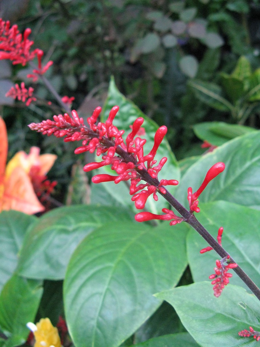 Акантовые (Acanthaceae).