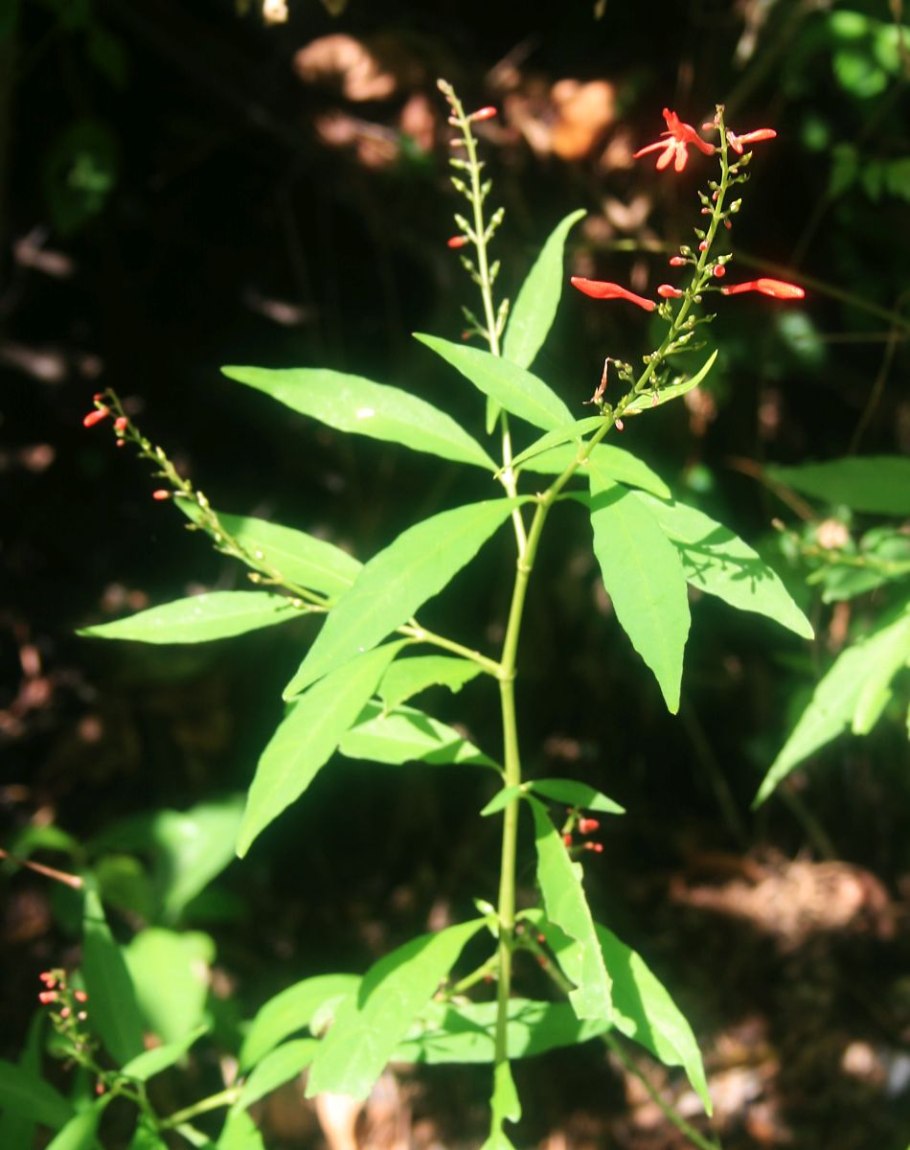 Одонтонема фото цветок