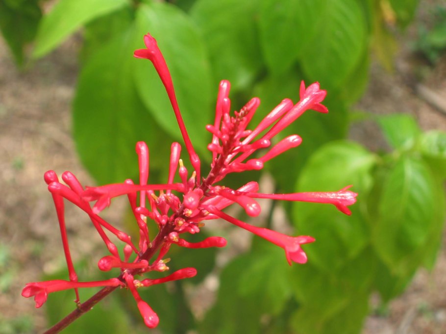 Одонтонема калистахикум