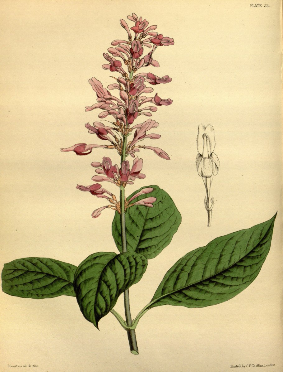 Aphelandra sinclairiana