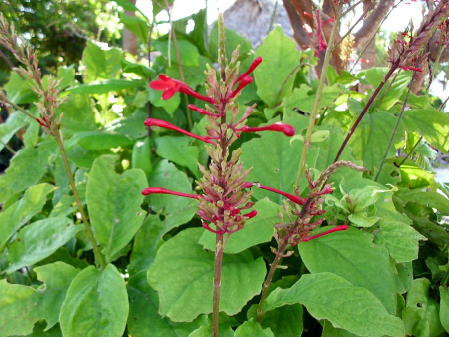 Одонтонема цветение