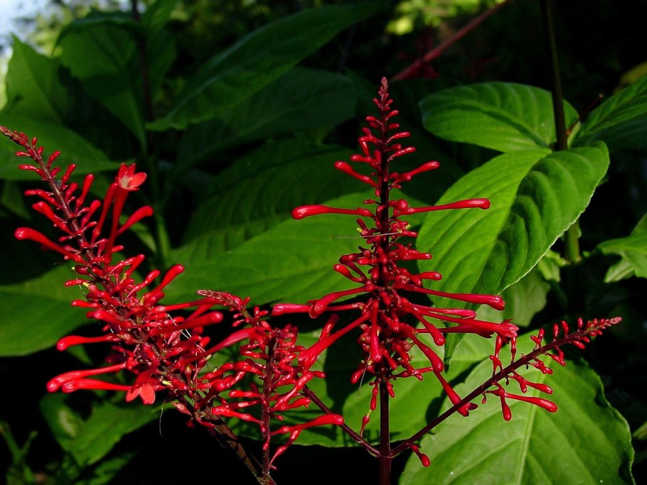 Одонтонема цветок