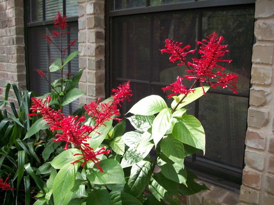 Одонтонема калистахикум