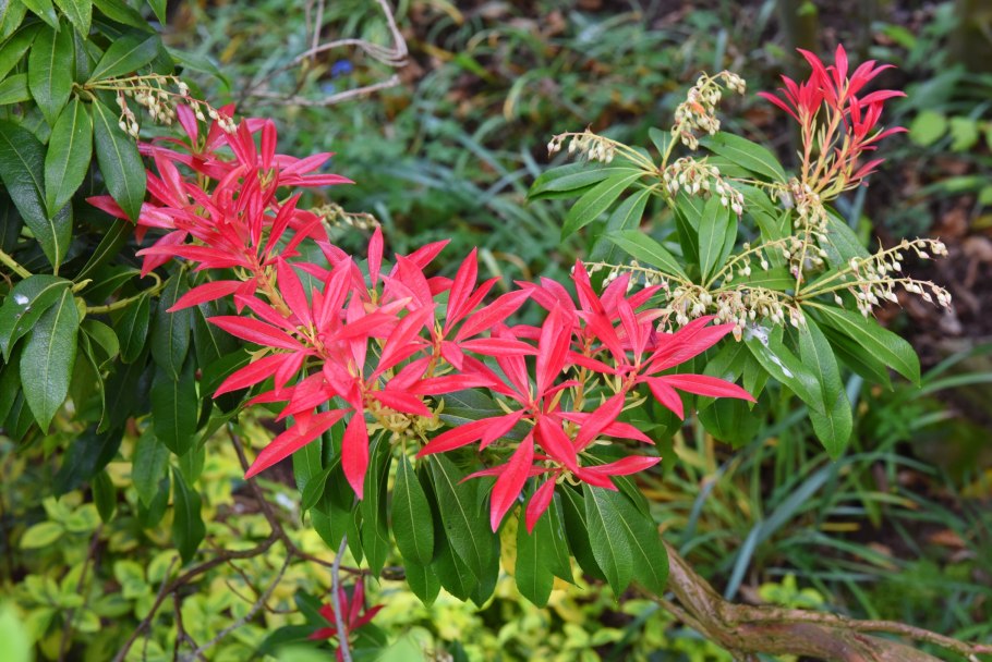 Пиерис японская