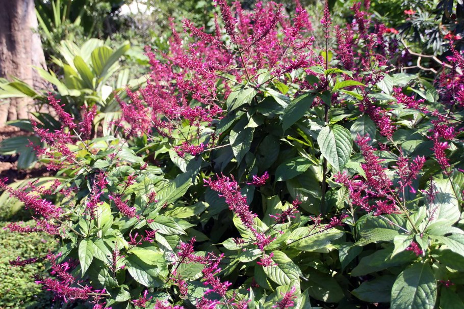 Растение РИБИС рубрум лист