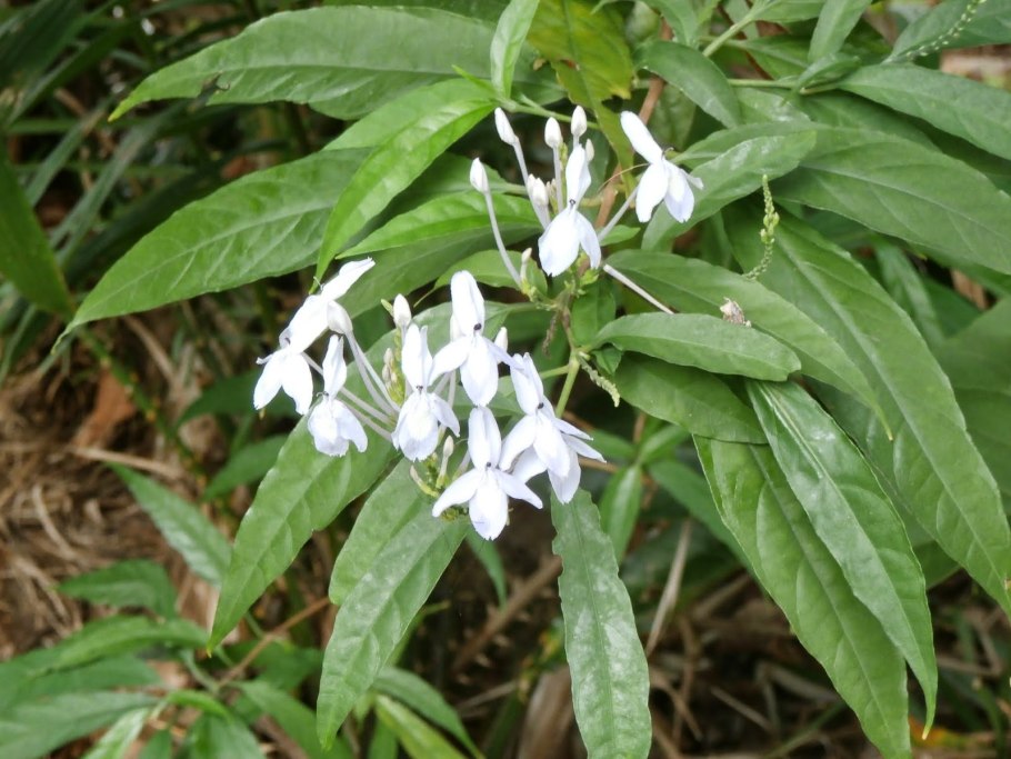 Одонтонема цветение