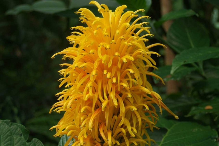 Цветок якобиния желтая