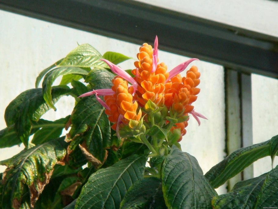 Белопероне капельная цветок