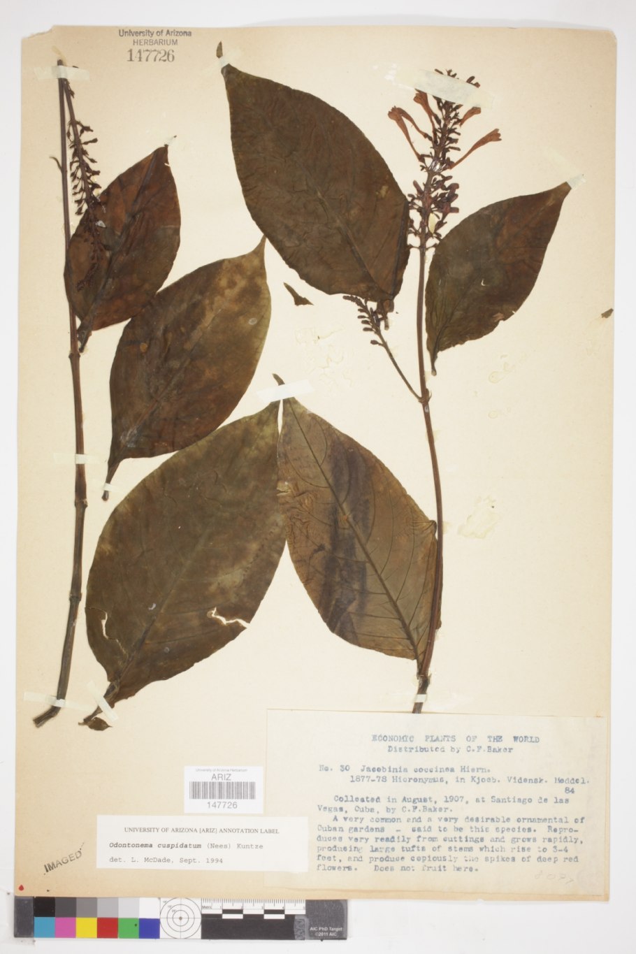 Пиерис японский Скарлет