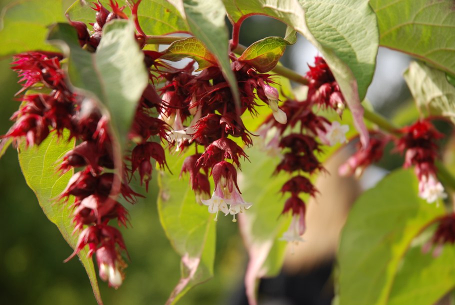 Афеландра красная