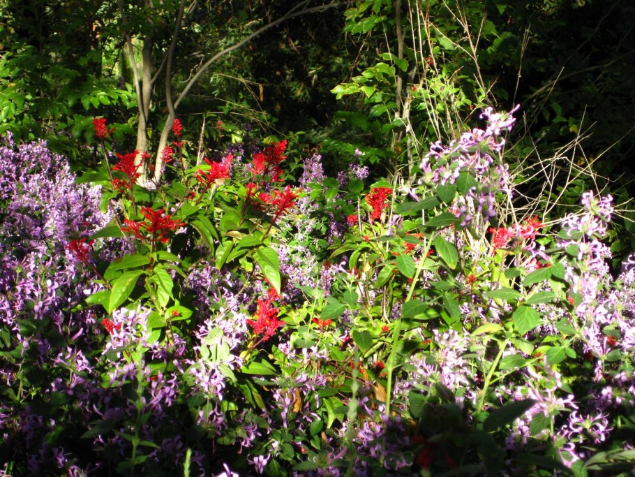 Пиерис Валлей