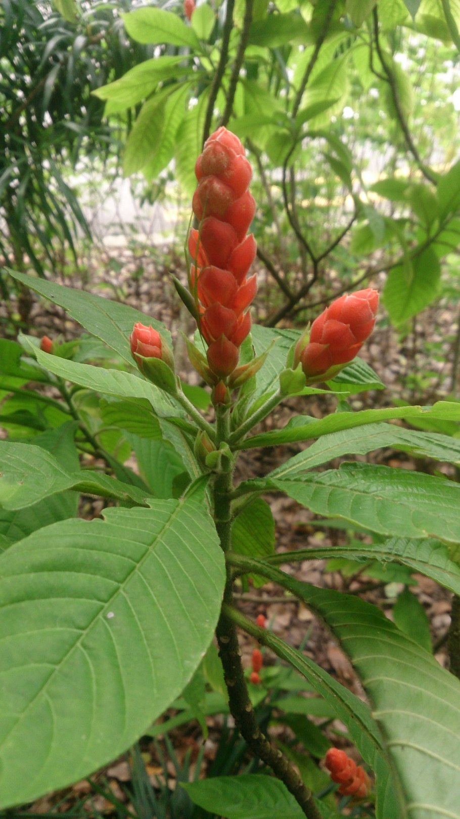 Aphelandra sinclairiana