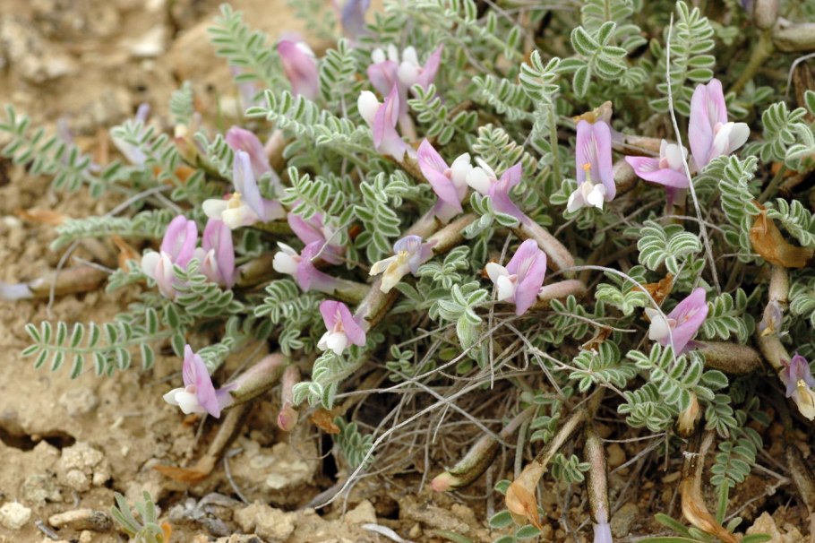 Ракитник Вульфа