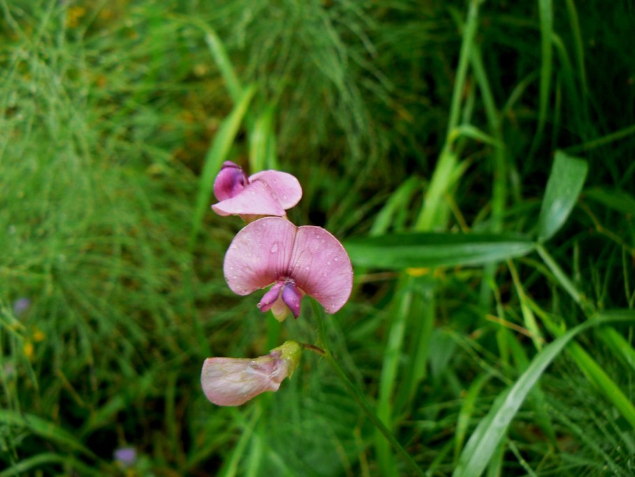 Astragalus pubiflorus
