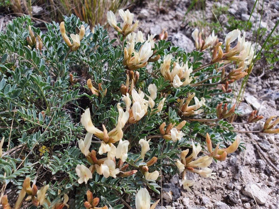 Астрагал гельма