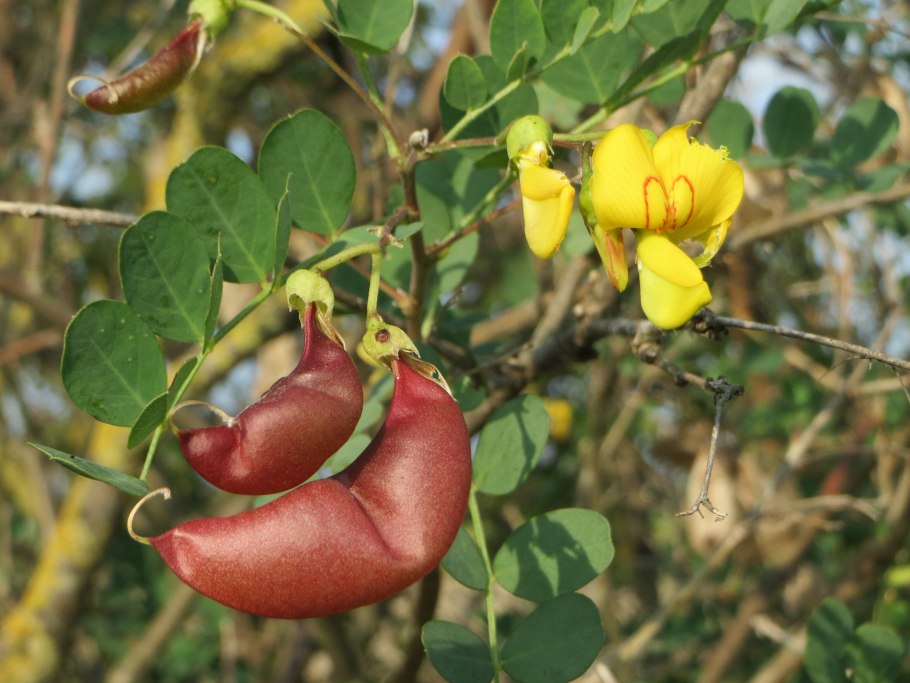 Порядок Бобовоцветные