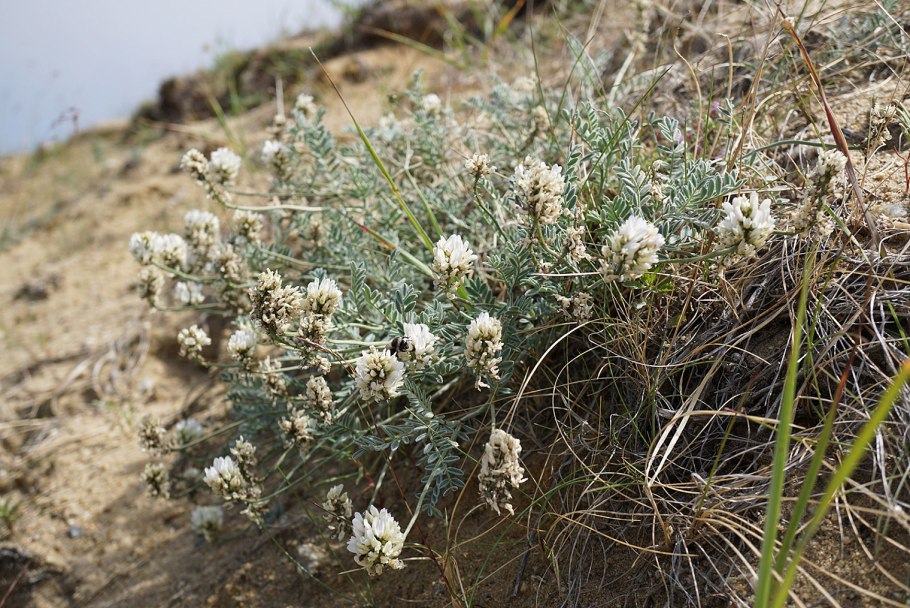 Astragalus Helmii Fisch. – Астрагал Гельма
