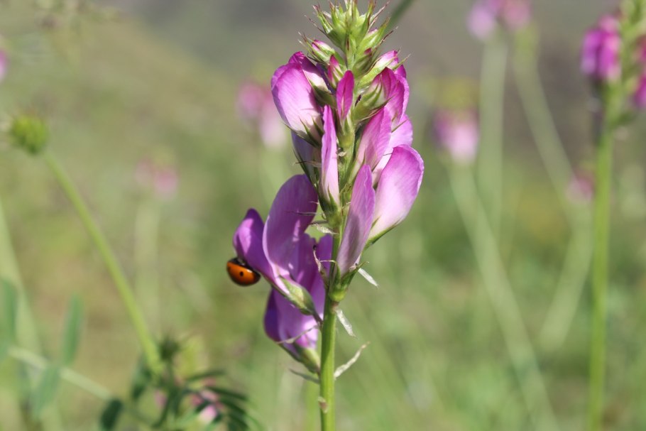 Астрагал Даурский