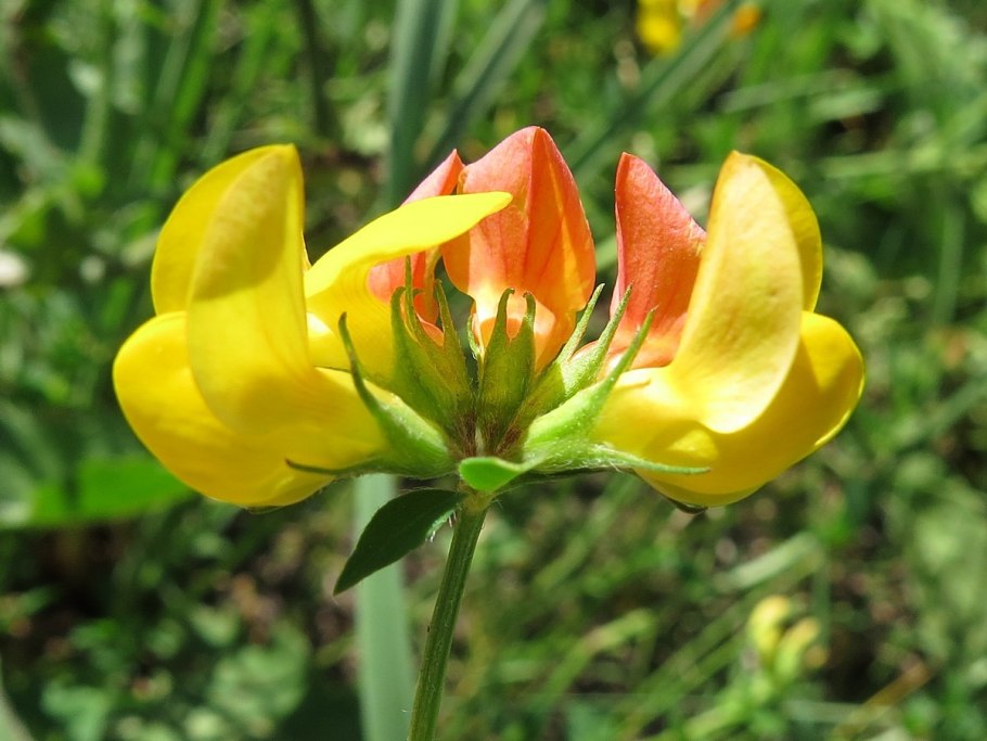 Чина Луговая (Lathyrus pratensis)