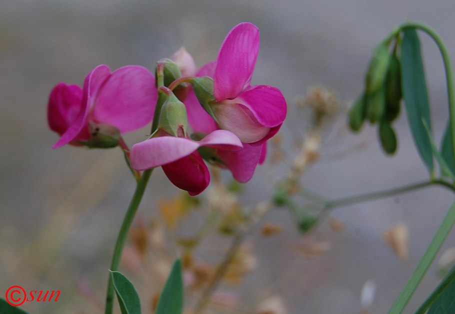 Лядвенец Луговой