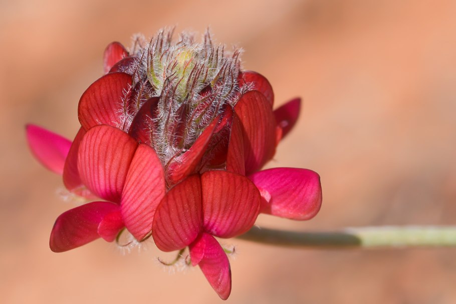 Бобовоцветные соцветие