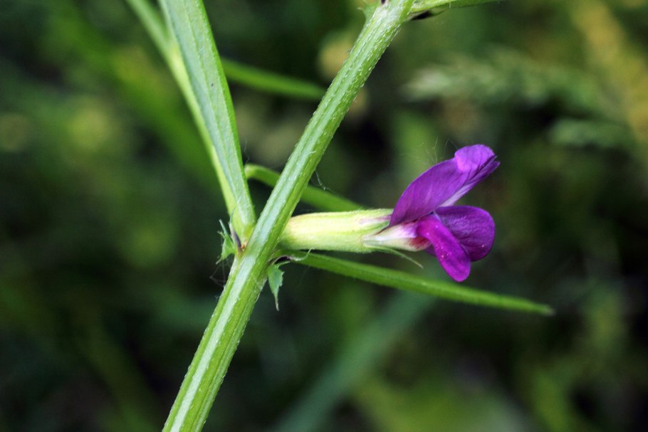 Astragalus brevifolius