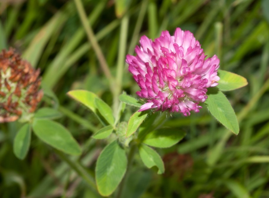 Lathyrus pratensis чи́на Лугова́я
