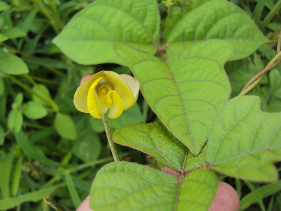 Чина Луговая астрагал