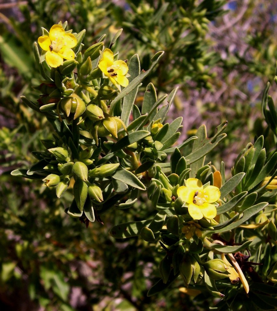 Чина Луговая — Lathyrus pratensis l