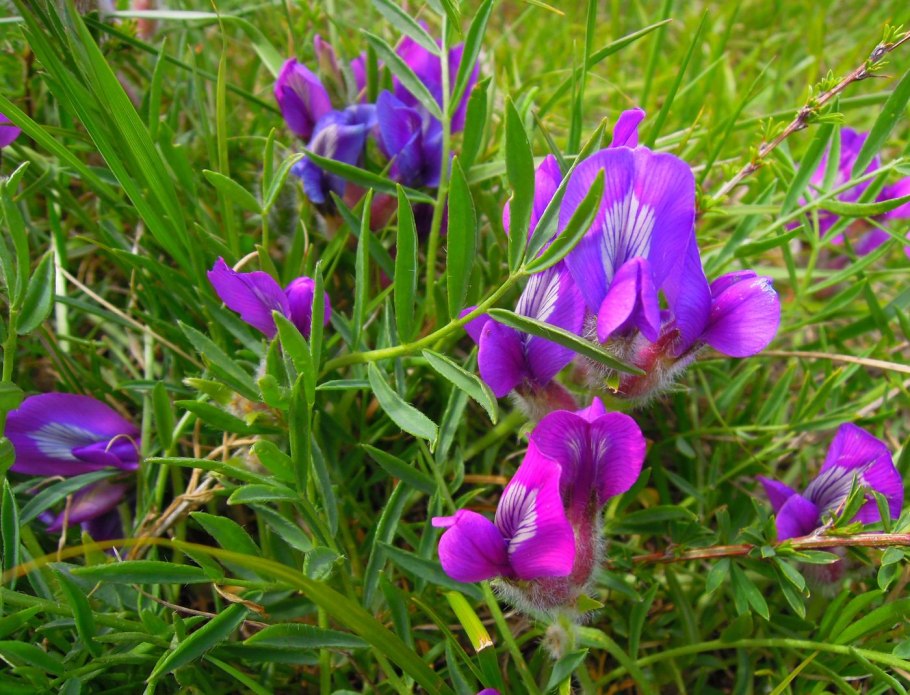 Чина (Lathyrus)