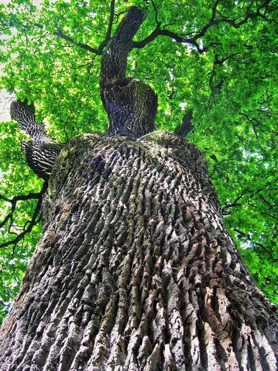 Дуб черешчатый древесина