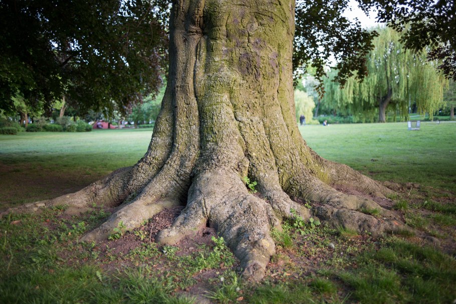 Тополь бальзамический кора