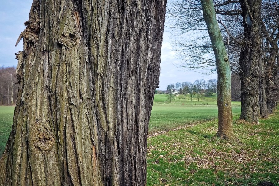 Старое дерево