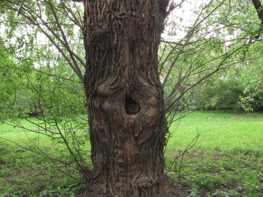 Ствол дерева