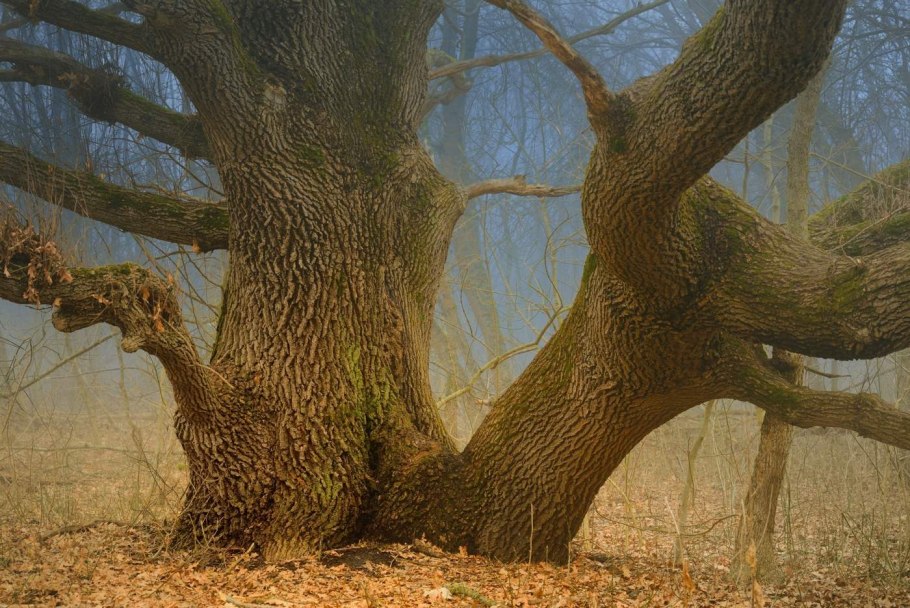 Ясень ствол