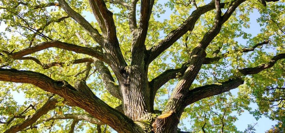 Дуб в Битцевском парке
